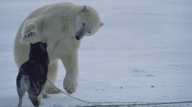A polar bear gently reaching out a paw to a sled dog.
